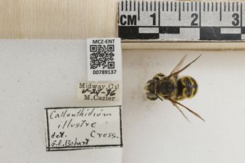 Media type: image;   Entomology 789137 Aspect: Labels